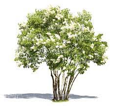 Pin On Cut Out Plants