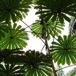 Image result for Musanga