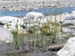 Image result for Schoenoplectus muricinux