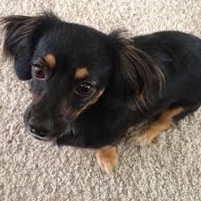 ✉️contact@realrapunzels.com how to grow long hair youtu.be/d1oddxfrotw. 23 Long Hair Dachshund Pug Mix L2sanpiero