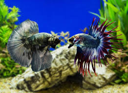 Siamese Fighting Fish Jigsaw Puzzle In Under The Sea Puzzles On Thejigsawpuzzles Com Betta Fish Tank Mates Betta Fish Tank Betta Tank Mates