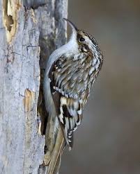 Black Bird With White Chest Colorado Brown Creeper Whatbird Com Backyard Birds Bird Life List Nature Birds