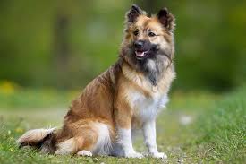 Icelandic Sheepdog Dog Breed Information