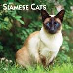 Things you NEVER knew about Siamese cats