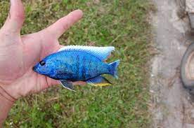 Blue dorsal peacock aulonocara stuartgranti peacock african cichlid. Electric Blue Ahli Large