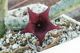 Image result for Tridentea