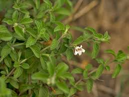 Image result for Dyschoriste thunbergiiflora