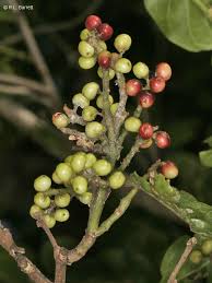 Image result for Antidesma