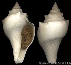 Image result for Cochlidium