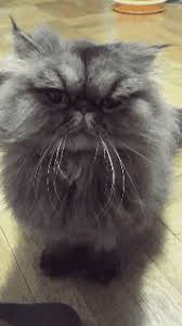 Lion cut cats get their name because the ruff of fur left at their neck resembles a mane. Cat Hair Gifs Tenor