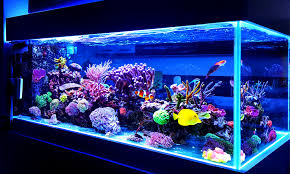 The Role of a Fish Tank in Therapy : Center Point Medicine: Pediatric  Hypnosis and Counseling