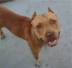 ♥ best of ? avoid scams, deal locally beware wiring (e.g. American Pit Bull Terrier Vs American Bully