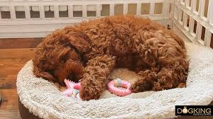DOGKING