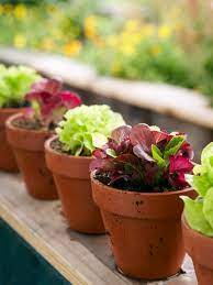 How To Grow Mesclun Salad In A Container Growing Vegetables In Containers Indoor Vegetable Gardening Growing Vegetables