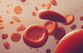 Image result for Red Blood Cell