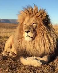 Simba Majestic As F K Hayvan Resimleri Buyuk Kediler Hayvan