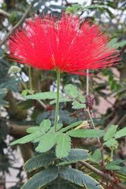 Image result for Calliandra tweedii