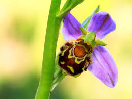 Carrots, lettuce, tomatoes, courgettes, radish. Bee Orchid Facts Learn About Bee Orchid Cultivation In Gardens
