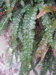Image result for Adiantum hispidulum