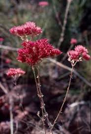 Image result for Polycarpaea corymbosa