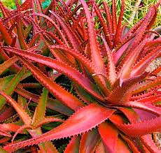 Image result for Aloe carnea