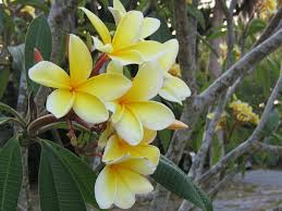 Frangipani Flower Natur Hawaii Types Of Flowers Frangipani Flowers