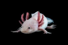 Animal cells vary enormously in shape, size and function but they all have the same basic components. The Largest Genome Ever Decoding The Axolotl Hits Ggmbh