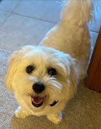 🚨 #BRNaiduUnfitForTTD చరిత్రలో ఏ టీటీడీ అధ్యక్షుడు మాట్లాడని విధంగా బీఆర్  నాయుడు బజారు రౌడీలా మాట్లాడారు. టీటీడీ అధ్యక్షుడి స్థానంలో ఉండి రాజకీయ ...