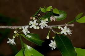 Image result for Erythroxylum emarginatum