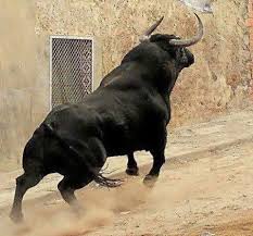 Petslady S Pick Amazing Raging Bull Of The Day Majestic Animals Animals Beautiful Animals