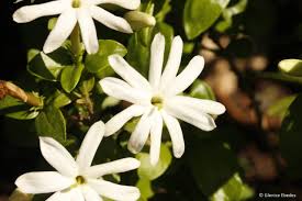 Image result for Jasminum multipartitum