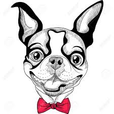 Dogs clipart, bulldog clip art, instant download, raster, vector, digital clipart, animal clipart, bulldog drawing, dogs, dog, bulldog. Hipster Dog Boston Terrier In Red Bow Tie Smiling Royalty Free Cliparts Vectors And Stock Illustration Image 54275992
