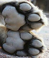 Cheetah Paws Beauty Animals Animals Beautiful Wild Cats