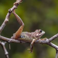 Image result for Pleurolobus tanganyikensis