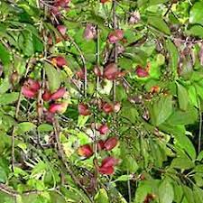 Image result for Thunbergia kirkiana