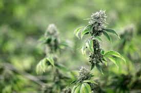 And, unlike thc, which is also derived from these same plants, it doesn't get you high. Cbd Oil What Is It Is It Legal In Illinois What Conditions Does It Treat Chicago Sun Times