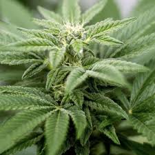 Andere gehen eher von der übernächsten legislaturperiode ab 2021 aus. Cannabis Experten Aus Frankfurt Pladieren Fur Legalisierung Frankfurt