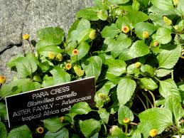 Image result for Blainvillea gayana