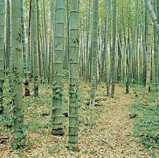 Clumping varieties grow on average 1 to 3 feet taller per year. Bamboo Plant Britannica