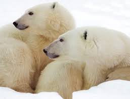 2007 11 01 Twobears Jpg 328 250 Polar Bear Bear Face Animal Makeup