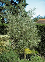 Image result for Olea europaea