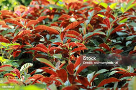 Image result for Excoecaria