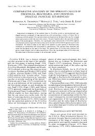 Image result for Urochloa xantholeuca