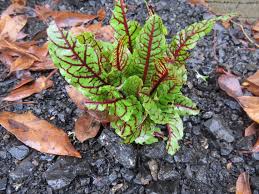 Image result for Rumex