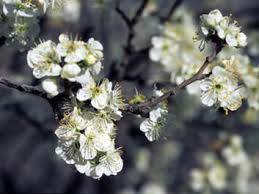 The poplar tree grows in tennessee. Tennessee Tree Varieties We Have Planted Tennessee Environmental Council