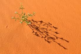 Maybe you would like to learn more about one of these? Algeria Tassili N Ajjer National Park Sahara Desert Flowering Plant On Sand Dune Stockphoto