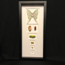 Typically, it has a wingspan of roughly 114 mm (4.5 in), but can exceed 178 mm (7.0 in), making it one of the larger moths in north america. Life Cycle Of The North American Luna Moth Mounted In A Black Frame Natur Museum Quality Insects Butterflies And Natural History Collectibles Artifacts And Gifts