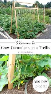 Cucumber vines will climb naturally, but you may need to help them out. 5 Reasons To Grow Cucumbers On A Trellis And Taking Up Less Space Isn T One Of Them An Oregon Cottage