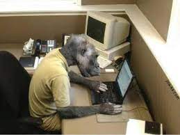 Funny Monkey Playing Computer Super Funny Memes Monkeys Funny Super Funny