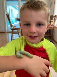 The Western Eyed Sphinx (Smerinthus ophthalmica) is a pretty photogenic  caterpillar!!! I love their coloring, blue spikes and pudgy feet!!!